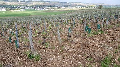 Spring ploughing on Chablis Vieille Vigne, view of Chablis and the Grand Crus